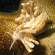 Image for article titled Striking Photographs Of Sea Slugs Expose The Alien World Under the Sea